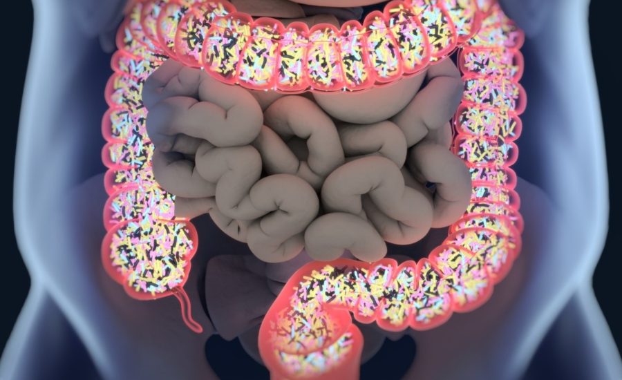 colon and intestines